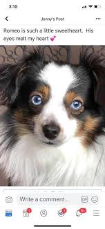 Puppies for sale from reputable breeders. Toy Mini Aussie Puppies Salem Il Home Facebook