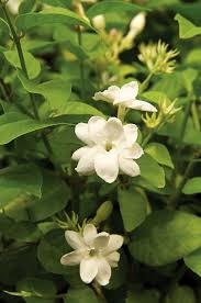 Feb 16, 2021 · for some, a lovely, sweet scent is better than any perfume, while, for others, something spicy and almost musky does it for them. 16 Top Fragrant Indoor Plants Better Homes Gardens