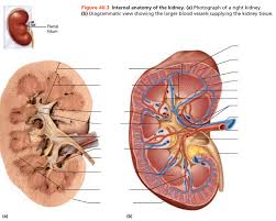 The toxic metabolites of ethylene glycol are similar tissue destruction occurs in meningeal blood vessels, liver, and pericardium. Print Activity 1 Identifying Urinary System Organs Flashcards Easy Notecards