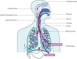Image result for Cough