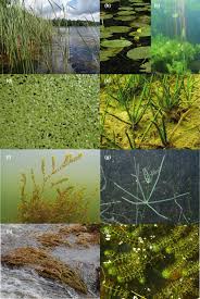 Image result for Hydrostachys polymorpha