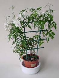 Jasminum Polyanthum Jasmine Jasmine Plant Indoor Jasmine Plant Trellis Plants