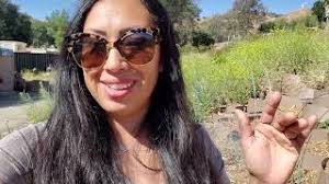 We have Tomatoes and basil's popping up everywhere 🤭.