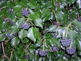 Последние твиты от hedera hashgraph (@hedera). File Hedera Hibernica With Berries Jpg Wikimedia Commons