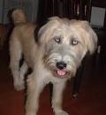 Wheaten Terrier Dog Breed Information: The Soft Coated ...