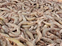 Apr 25, 2017 · shrimp. How India Became The World S Top Shrimp Producer Global Aquaculture Advocate