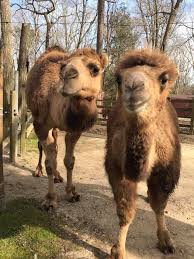 This comprehensive guide will give you the 3 step process. Dromedary Camel Cape May County Nj Official Website