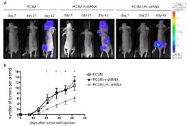 When primary culture of animal cells is first subcultured or passaged , it became animal cell line. Metastasis Of Prostate Cancer And Melanoma Cells In A Preclinical In Vivo Mouse Model Is Enhanced By L Plastin Expression And Phosphorylation Molecular Cancer Full Text