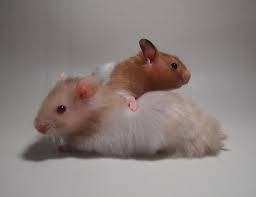 Maintaining short haircuts for men. Syrian Hamster Yellow Black Short Hair Band Saten Blonde Long Hair Band Saten 34days Syrian Hamster Hamster Long Hair Styles