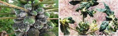 It is native tae the tropics o the americaes, mibbe frae soothren mexico an neibourin central americae. Papaya Insect Mite And Nematode Pests Management Vikaspedia