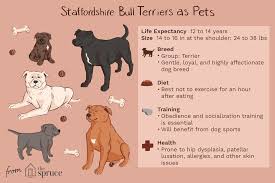 It is said that this breed is extremely aggressive. Staffordshire Bull Terrier Full Profile History And Care