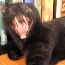 Cursed Cats General Discussion Flight Rising A collection of the finest cat images i could find over the internet played along with everyone's favorite minecraft disc cat (not stal). cursed cats general discussion