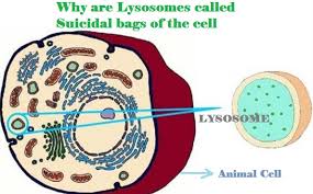 These vesicles contain whatever enzymes or substances have been transported through the endoplasmic reticulum to the golgi body. What Are The Suicidal Bags Of Cell