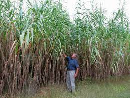 Maybe you would like to learn more about one of these? Is Giant Reed Arundo A Miracle Plant Or The Next Kudzu Masslive Com