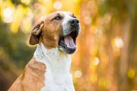 Bellt der hund allerdings oft und lange, kann der nachbar einen unterlassungsanspruch haben. Laut Gesetz Wie Viel Und Wie Lange Durfen Hunde Bellen Herz Fuer Tiere De