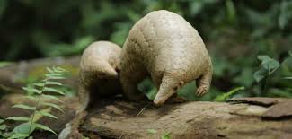 The past decades have witnessed a massive increase of environmental rules adopted in international fora, such as global or regional agreements and legislation issued by the european community (ec), and a consequent increased impact of these sources onto national legal. Sunda Pangolin Now Totally Protected In Sabah