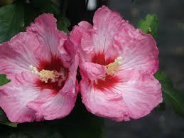 Rose of Sharon: How to Grow and When to Prune