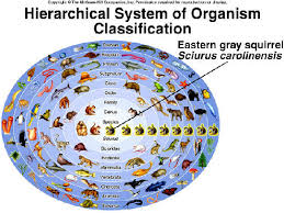 classification of organisms