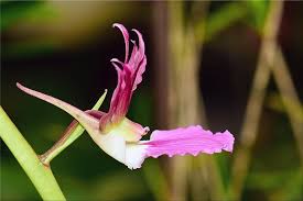 Image result for Eulophia elegans