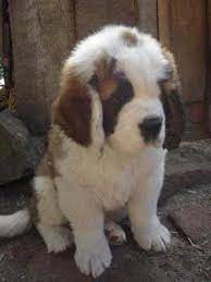 How big do mini st berdoodles get. Saint Berdoodle Dog Breed Information Pictures More