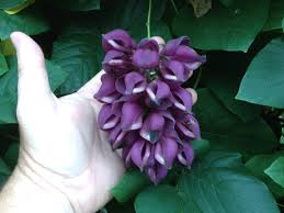 Fruit is a short oblong pod which splits open at maturity to reveal the scarlet and produces aerial tubers from leaf axils from which new plants develop. Plant Of The Day Purple Jade Vine Mucuna Cyclocarpa Jc Raulston Arboretum