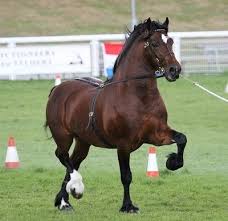 Cruglwyd Guto At Rainhill Welsh Cobs Welsh Section D Welsh Pony Beautiful Horses Horse Breeds