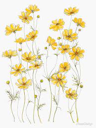 Yellow Cosmos Flowers Sticker By Jrosedesign Cosmos Flowers Flower Art Flower Drawing