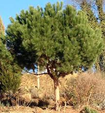 We did not find results for: Pinus Pinea