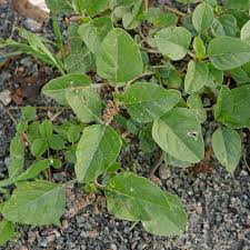 Image result for Amaranthus deflexus