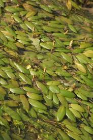 Image result for Potamogeton octandrus