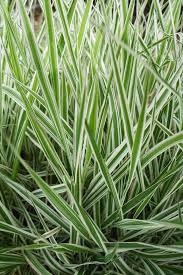 When selecting your patio plants, there are various questions to consider. 20 Best Low Maintenance Flowers For Your Garden Easy Annuals Perennials And Potted Plants