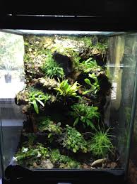Micro Mini Orchid Tank Dendroboard Orchid Terrarium Terrarium Plants Orchids