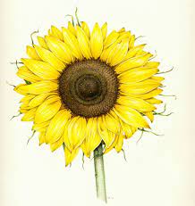 Sunflower Botanical Illustration Of Sunflower By Lizzie Harper Botanical Illustration Watercolor Botanical Illustration Botanical Drawings