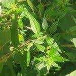 Image result for Pouzolzia guineensis