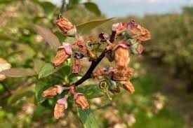 May frost brings severe damage to spring harvest in New England