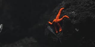 Maybe you would like to learn more about one of these? Habitat Struktur Reproduksi Klasifikasi Dan Manfaat Echinodermata