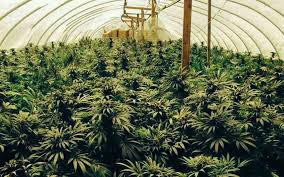 How to grow a marijuana plant indoors. Growing Marijuana Indoors With Natural Light Potent