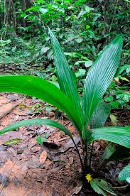 Image result for Curculigo