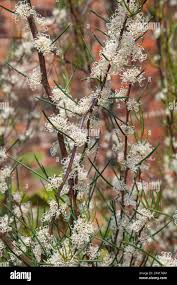 Image result for Euphorbia lissosperma