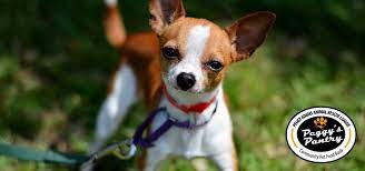 Email us at thefarmdogrescue@gmail.com or check us out on facebook. Peggy S Pantry Peggy Adams Animal Rescue League