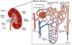 Image result for Loop Diuretic