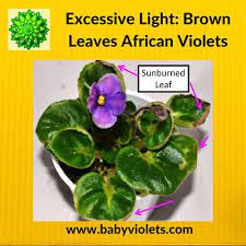 Some of the spots are turning soft and appear to be rotting. 60 Best African Violet Plants Brown Yellow Leaves Ideas In 2021 African Violets Plants Violet Plant African Violets