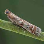 Image result for Delplanqueia inscriptella