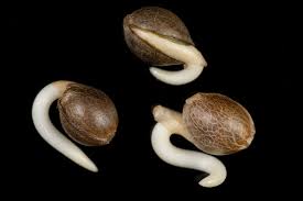 Your old seeds will stand the best chance of germinating if they have been stored correctly. The Most Common Mistakes When Germinating Cannabis Seeds