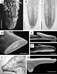 Image result for Asplenium sandersonii