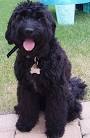 Black Goldendoodle- Why you should get this black dog - Nynno