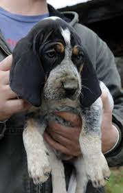 Pin By Tracy Simmons On Hound Group Breeds I Love Hound Puppies Bluetick Coonhound Coonhound Puppy