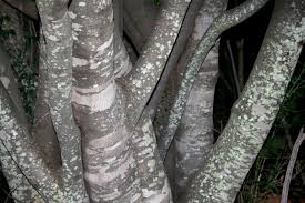 Image result for Mystroxylon