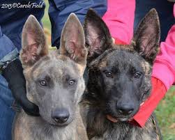 Check spelling or type a new query. Dutch Shepherd Puppies For Sale At Cher Car Kennels Dutch Shepherd Dog Malinois Puppies German Shepard Puppies
