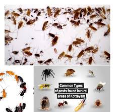 0528232547🐁🐀🦗🦟🐛🐞🦗🐝Al Taiba PEST CONTROL and cleaning service.... 🇦🇪🇦🇪🇦🇪 🇦🇪 Sharjah / dubai & Ajman available us Whatspp Instagram Facebook page contact number 0528232547 0554043952 We have 100% 6 month warranty.. Children &